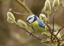 Blau zwischen Pelzknospen....