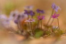 pink hepatica II