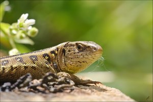 Lacerta schnurbaticus palantina