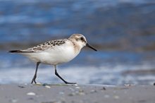 Sanderling