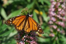 Monarch - Danaus plexippus