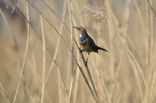 Blaukehlchen