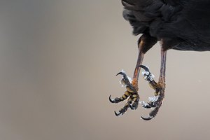 Abflug Alpendohle - Nikon D5