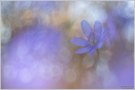 Leberbluemchen (Anemone hepatica)