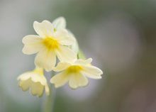 Primula veris