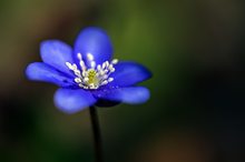 Hepatica nobilis