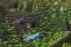 Nicht alle Moorfroschmännchen...