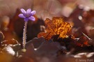 Leberblümchen im Gegenlicht