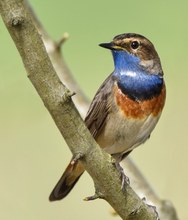 Weißsterniges Blaukehlchen