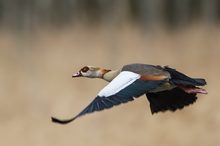 Nilgans