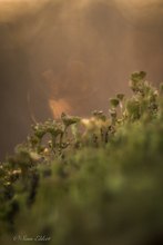 Becherflechteninferno