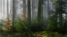 Wald im Vorfrühling