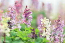 Corydalis cava