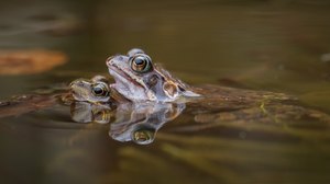 Grasfrosch-Pärchen II