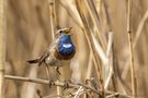 Weißsterniges Blaukehlchen