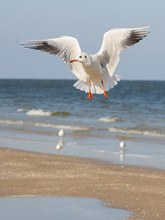 Lachmöwe an der schönen Ostsee