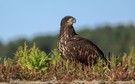 Seeadler aus den guten alten Zeiten...