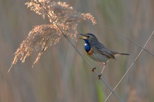 Blaukehlchen