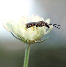 Lasioglossum calceatum - Furchenbiene