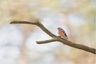Buchfink (Fringilla coelebs)