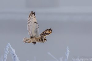 Fliegender Kühlschrank