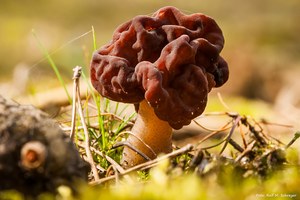 Frühjahrs-Giftlorchel (Gyromitra esculenta)