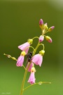 Wiesenschaumkraut und Fliege im Morgentau