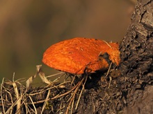 das Leuchten im Wald