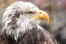 Adler im Regen