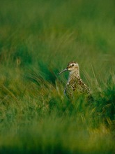 Die Norddeutschen Naturfototage in Waren...