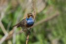 Weißsterniges Blaukehlchen