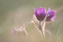 Küchenschelle am Abend...