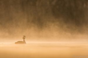 Morgendunst über dem See