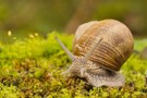 Weinbergschnecke