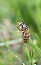 Wespe im Gras