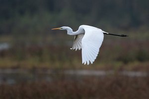 Silberreiher im Flug