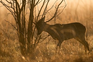 "..der Bock markiert II..."