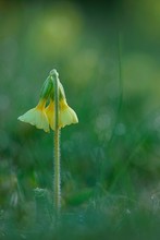 Schlüsselblume