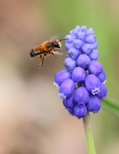 Eine der Sandbienenarten