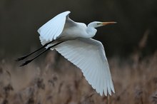 Silberreiher im Flug