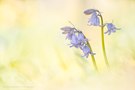 The Blue Bells Of Spring