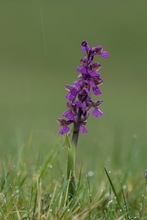 Kleine Orchis