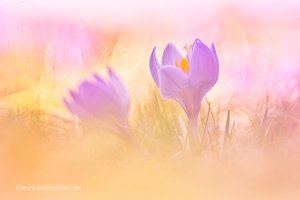 Springlight Crocus