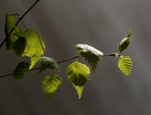 Frühlingserwachen