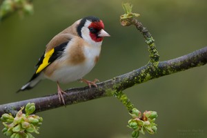 Vogel des Jahres