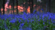 bushfire blues