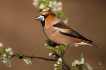 Nun sind augenscheinlich viele im Garten unterwegs...