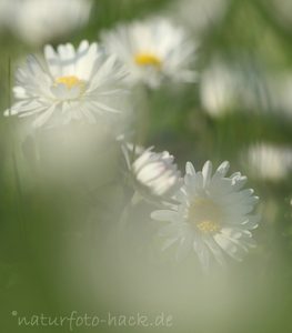 "Nur" ein Gänseblümchen