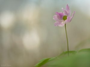 Ich steh momentan auf rosa