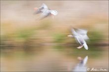 Graugänse im Flug